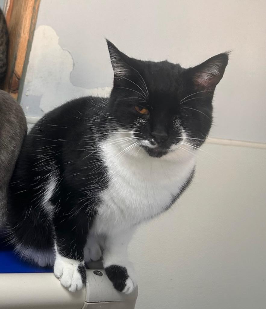 Enlarge Tabitha, a Adoptable mixed breed in Albion, NY image 2/2