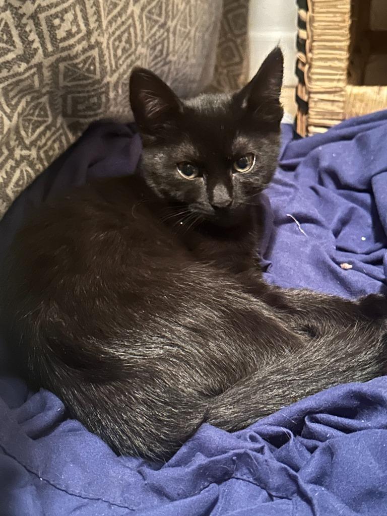 Galena — thumbnail 3