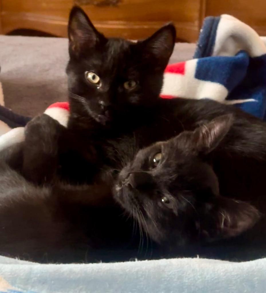 Galena — thumbnail 4