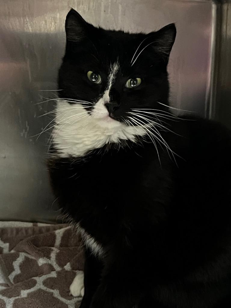 Enlarge Salem, a Adoptable mixed breed in Meriden, CT image 2/3