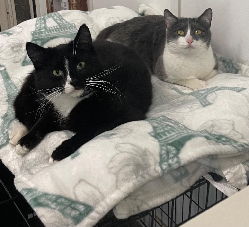 Salem, a Adoptable mixed breed in Meriden, CT image 3/3