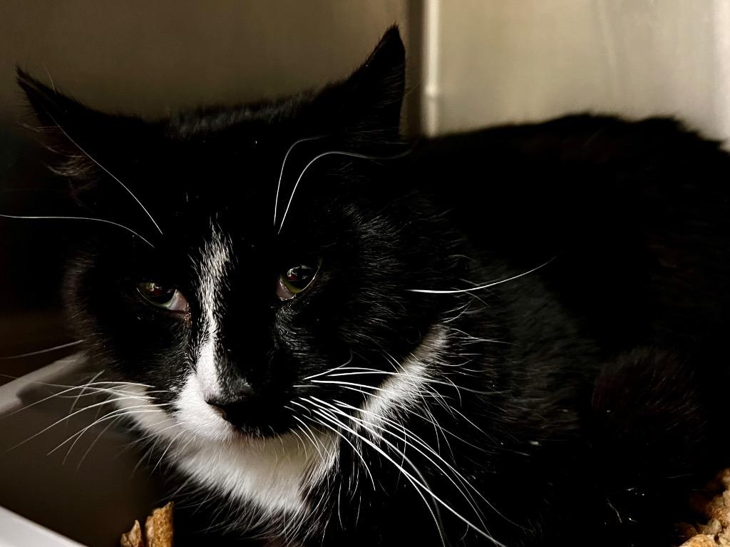 Enlarge Salem, a Adoptable mixed breed in Meriden, CT image 3/3