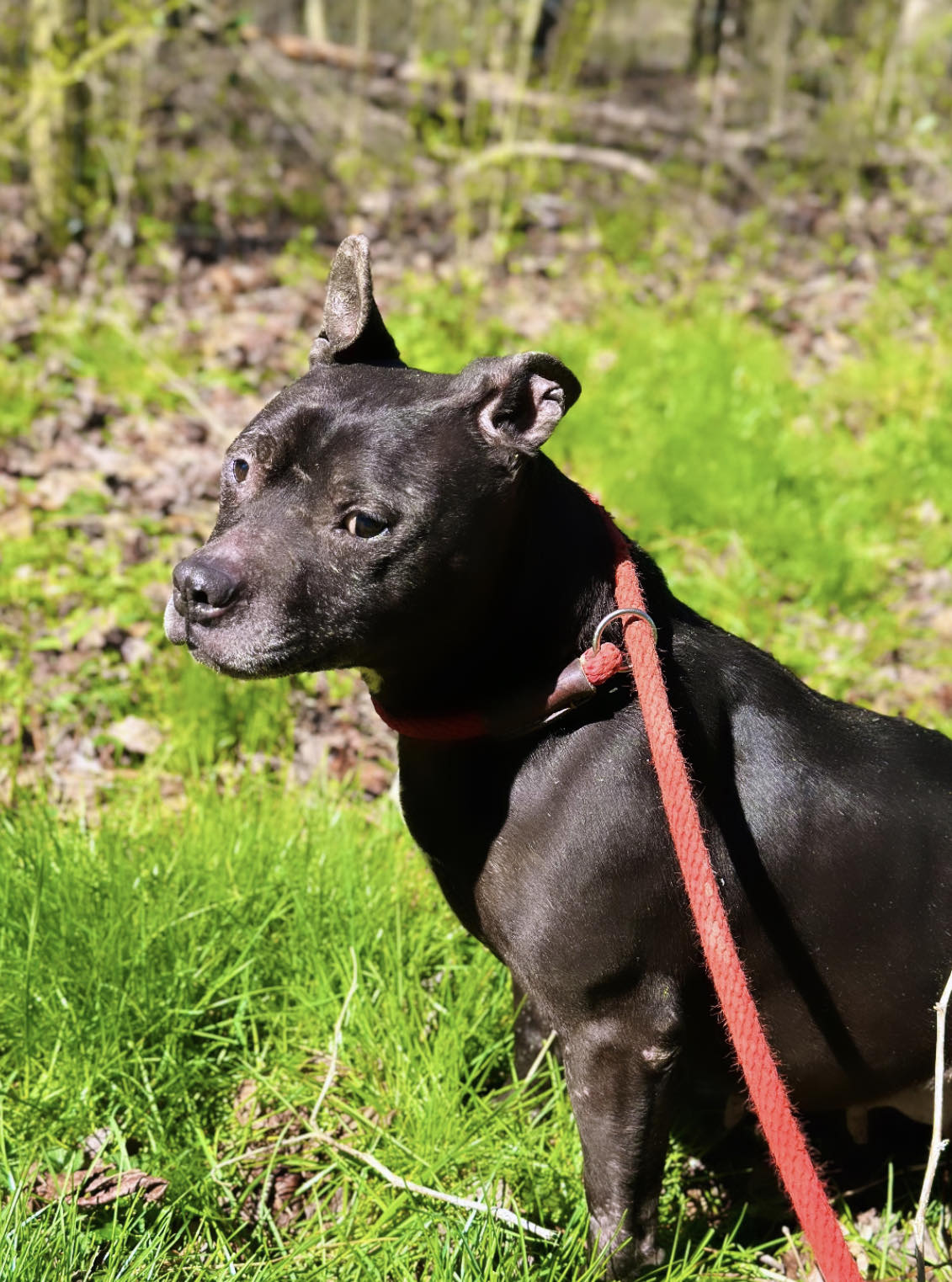 Enlarge Jetta, a Adoptable mixed breed in Raleigh, NC image 6/6