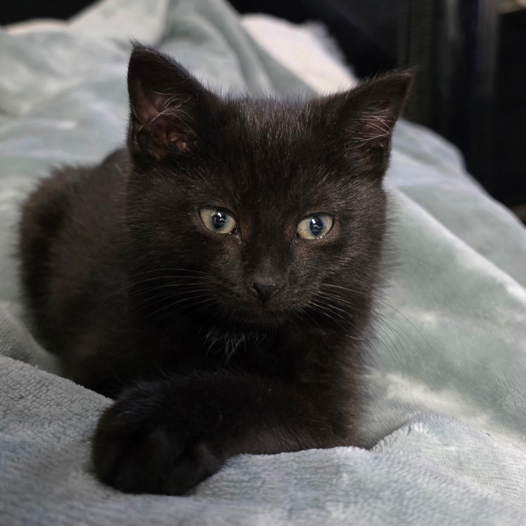 Bootsie Best Friends With thumbnail 2