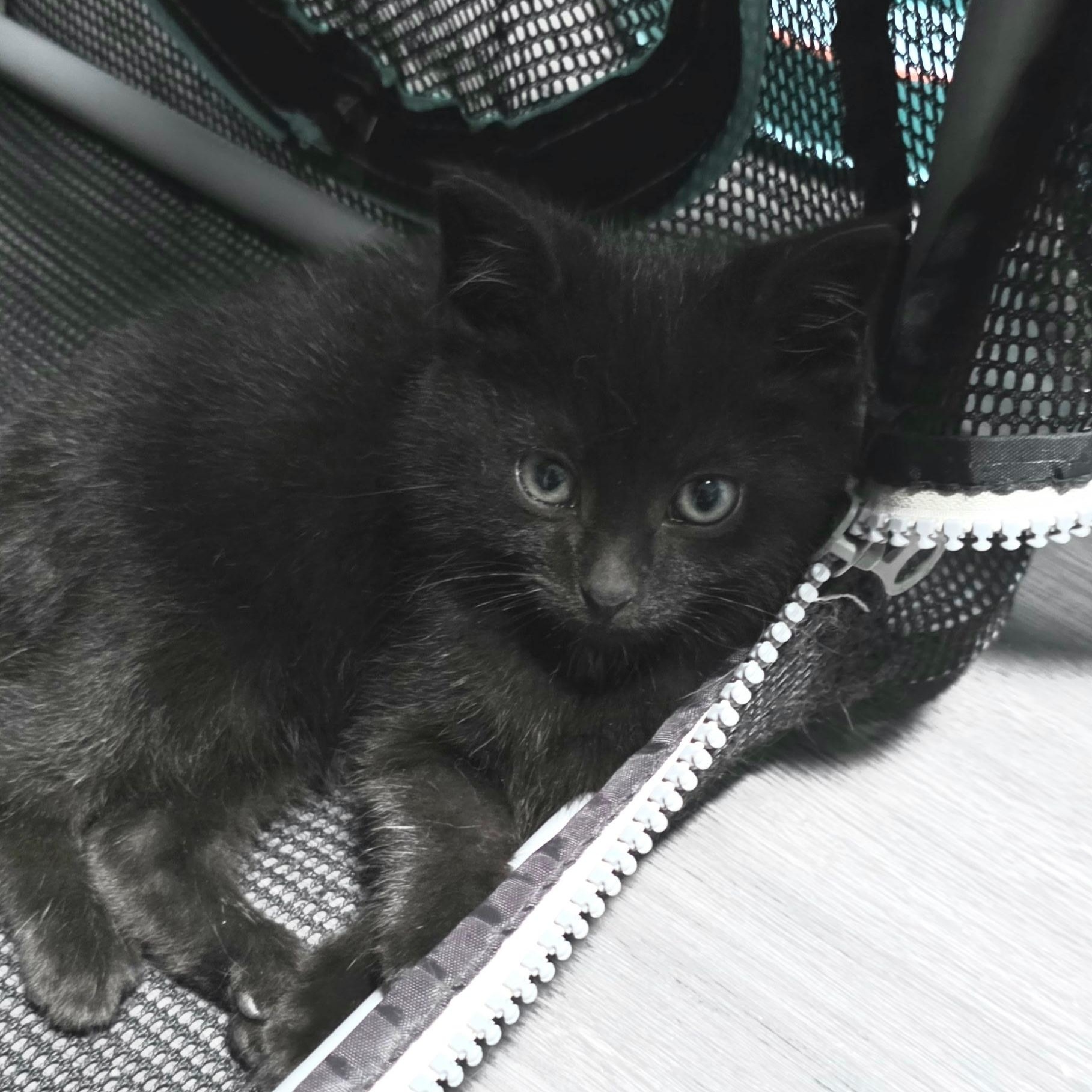 Bootsie Best Friends With thumbnail 3