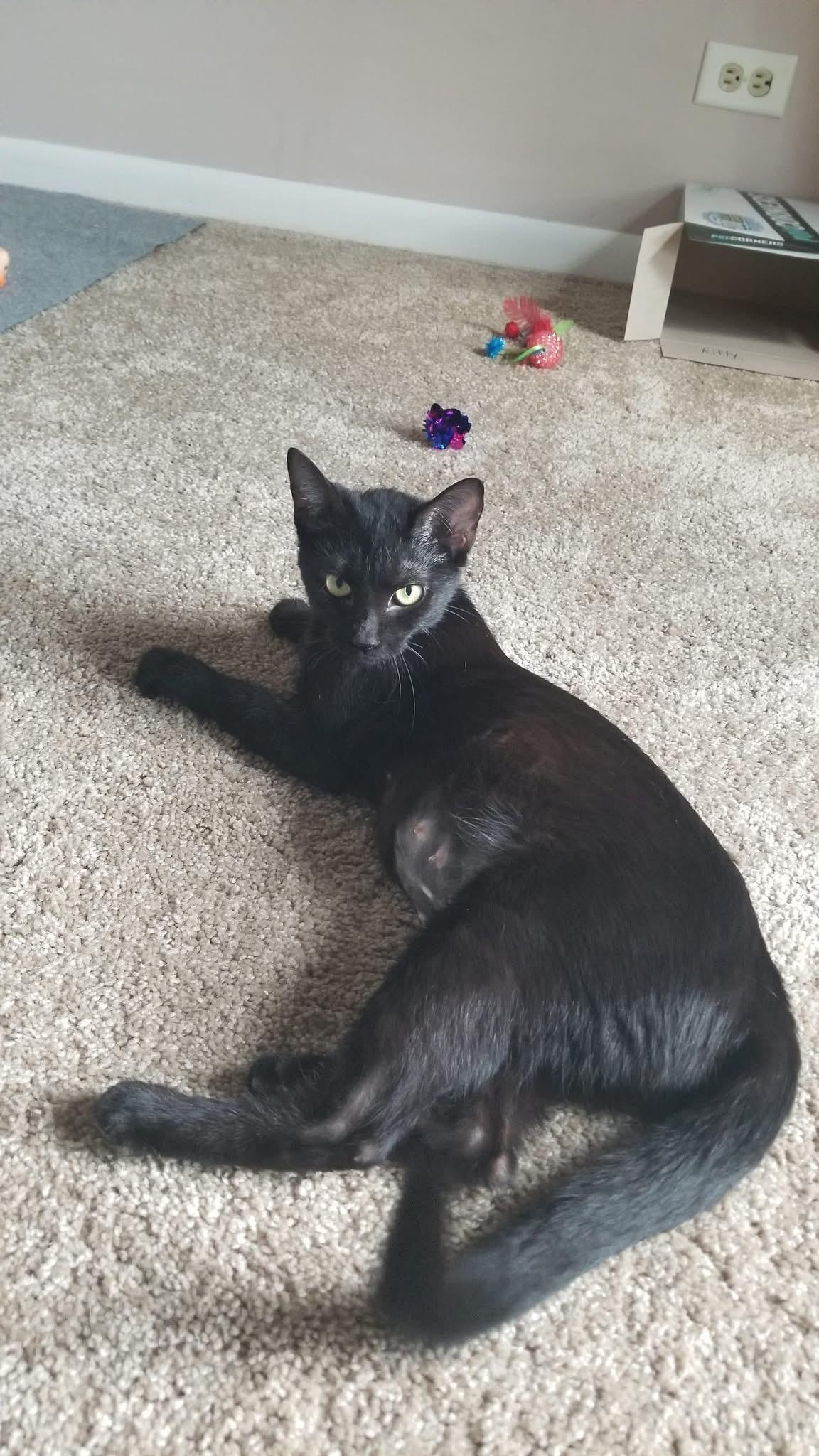 Rowena, a Adoptable American Shorthair in Wadsworth, IL image 5/6