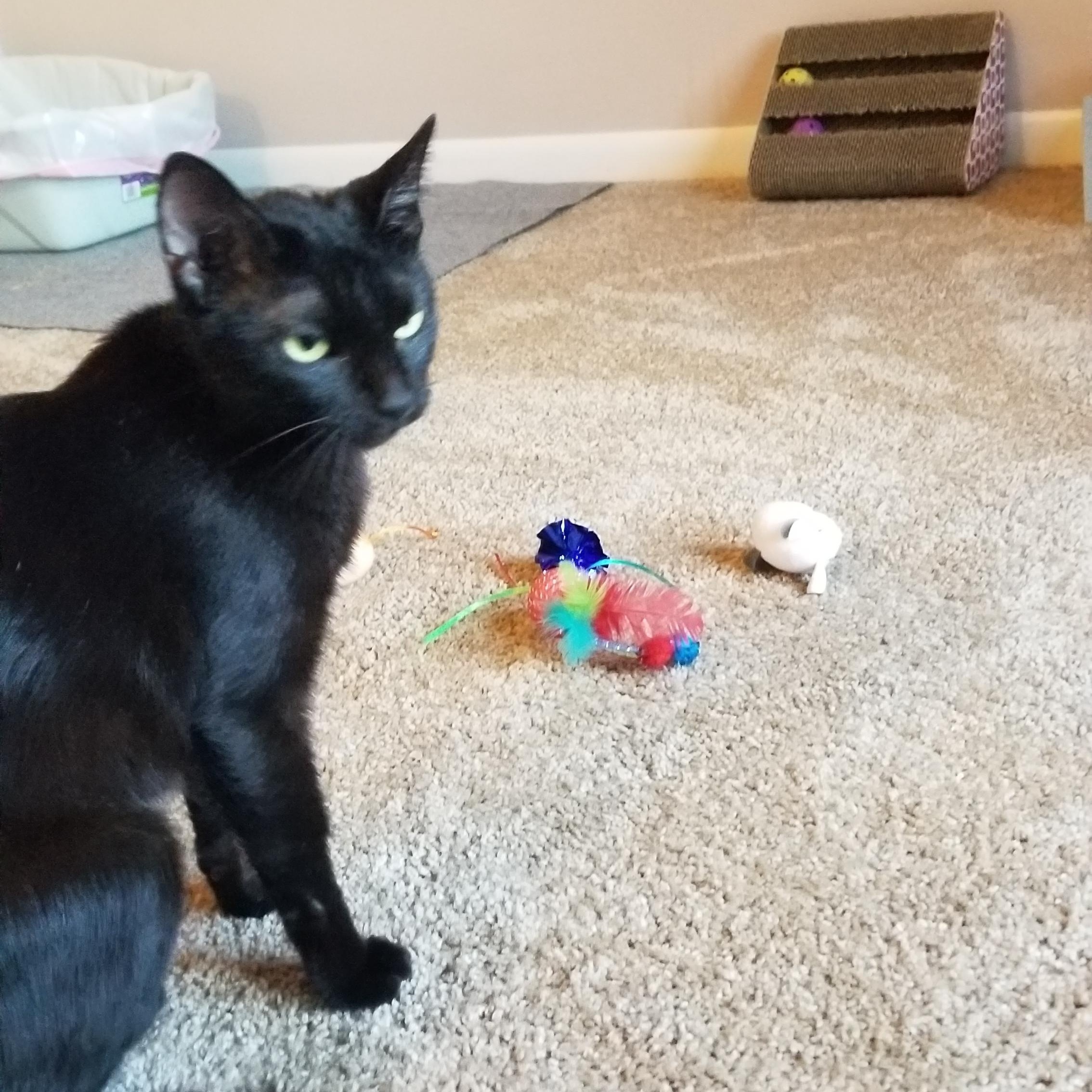 Rowena, a Adoptable American Shorthair in Wadsworth, IL image 6/6