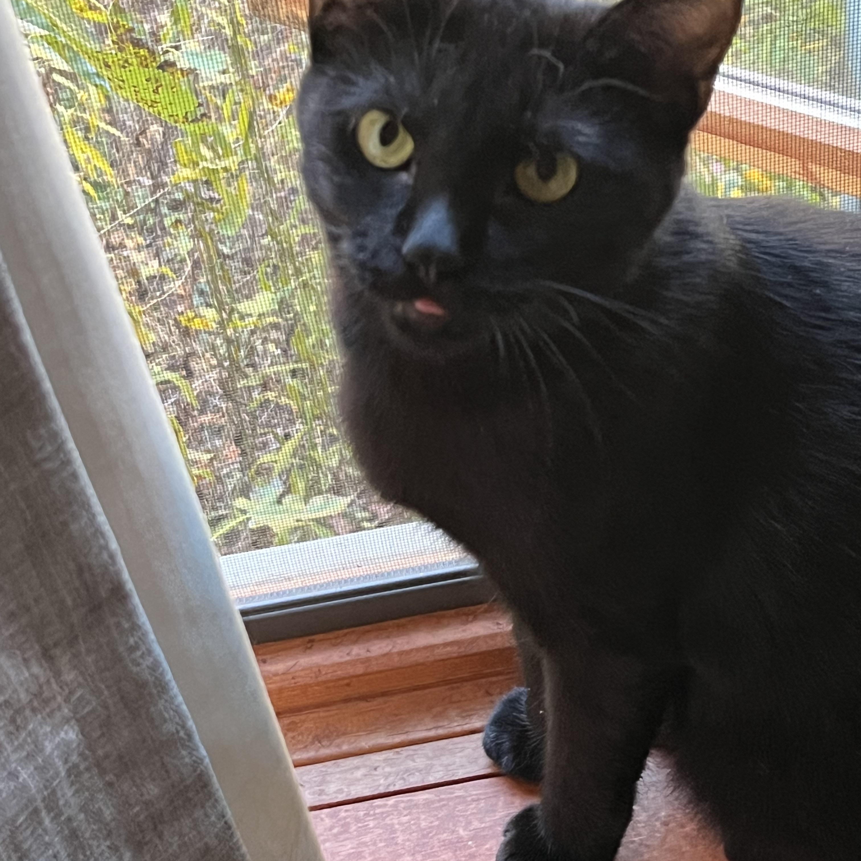 Rowena, a Adoptable American Shorthair in Wadsworth, IL image 2/6