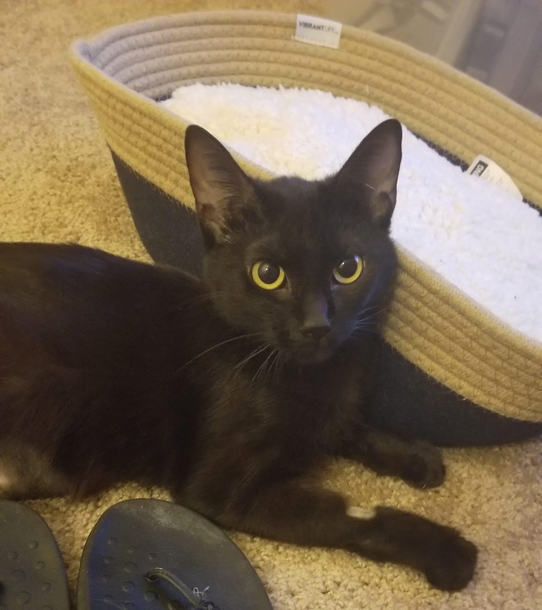 Rowena, a Adoptable American Shorthair in Wadsworth, IL image 3/6