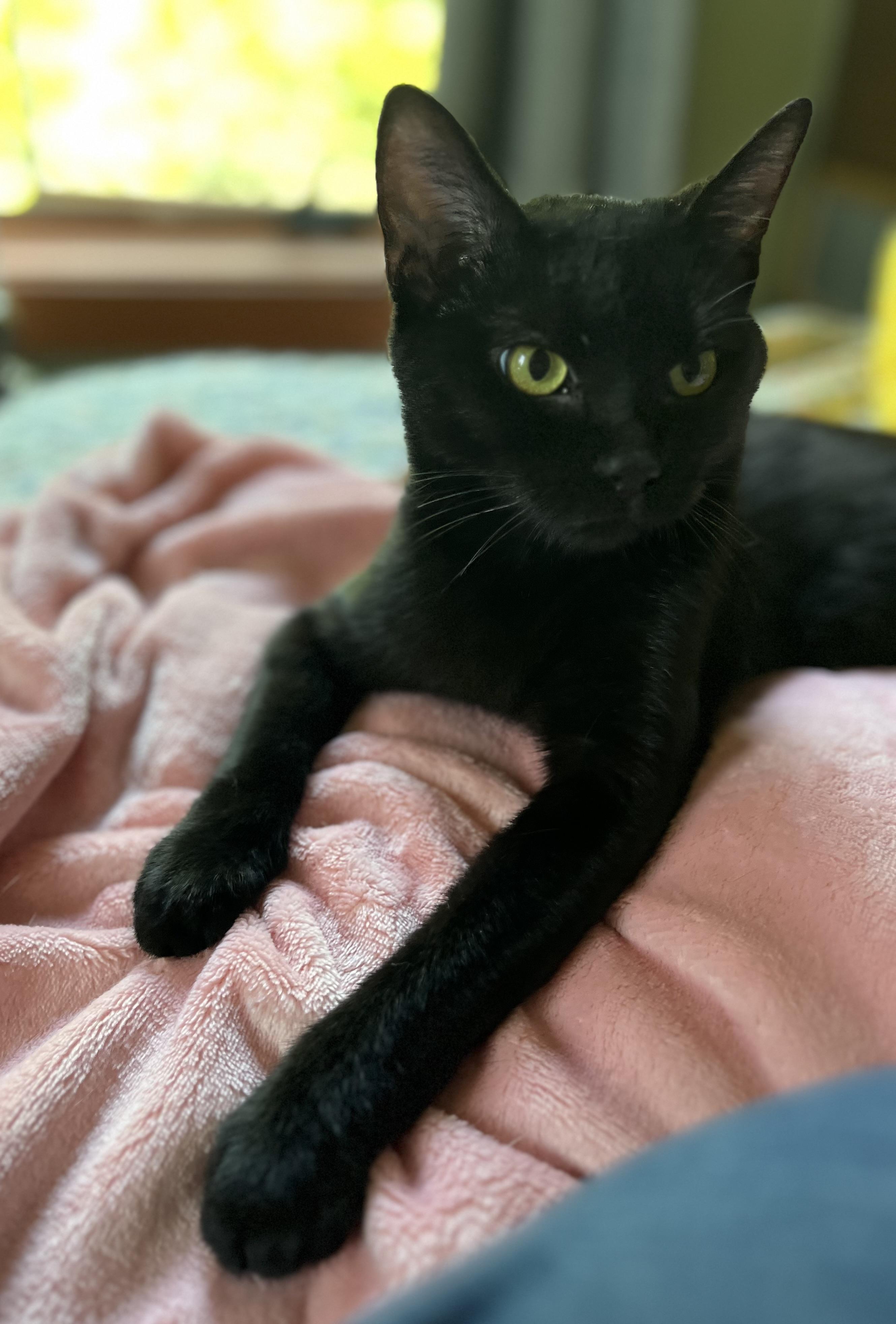 Rowena, a Adoptable American Shorthair in Wadsworth, IL image 4/6