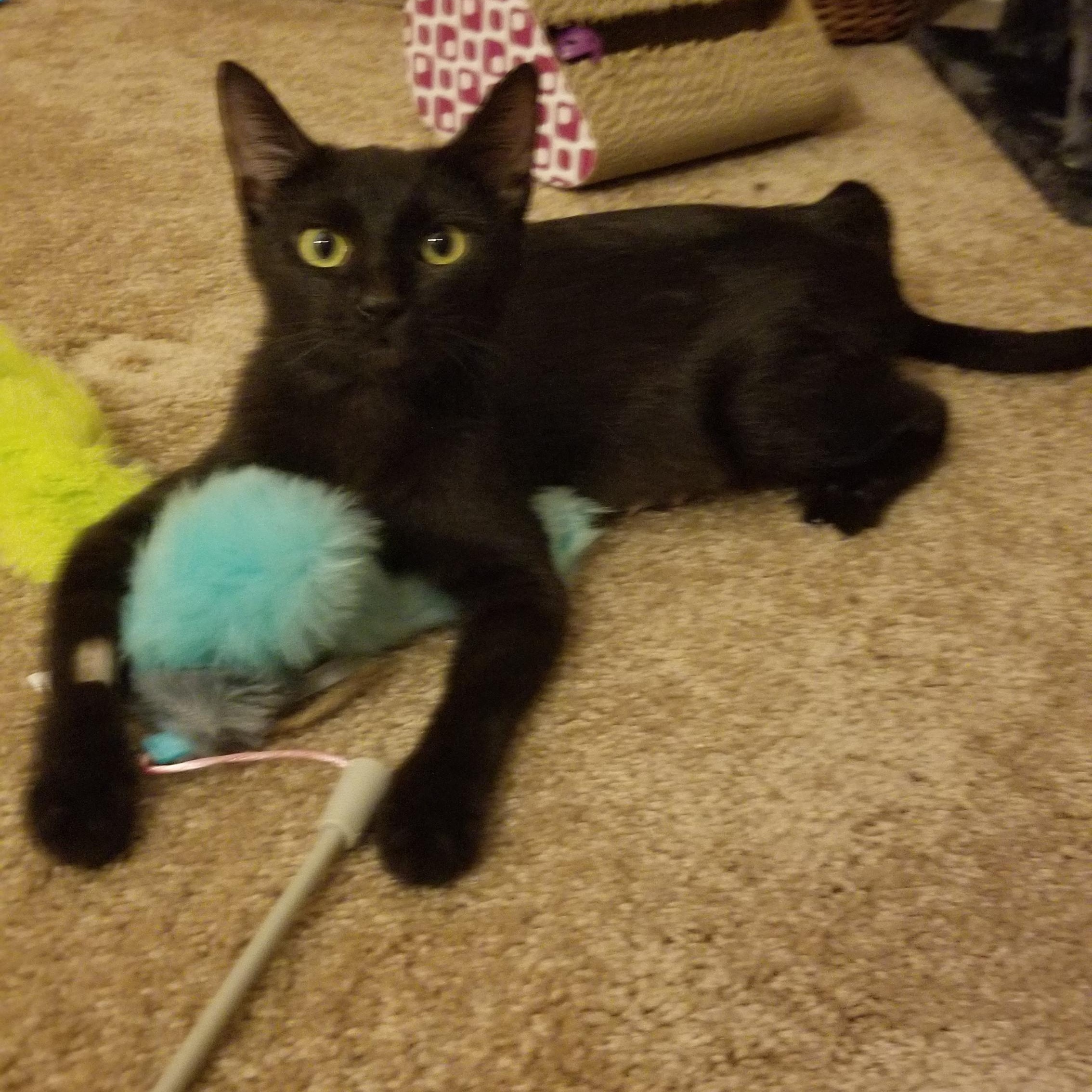 Rowena, a Adoptable American Shorthair in Wadsworth, IL image 1/6