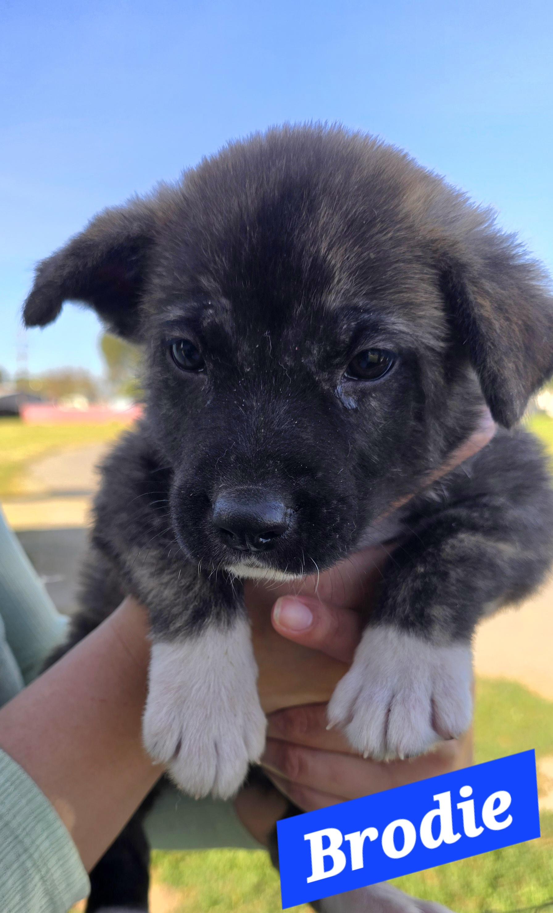 Enlarge Brodie, a ADOPTABLE mixed breed in Tracy, CA image 2/2