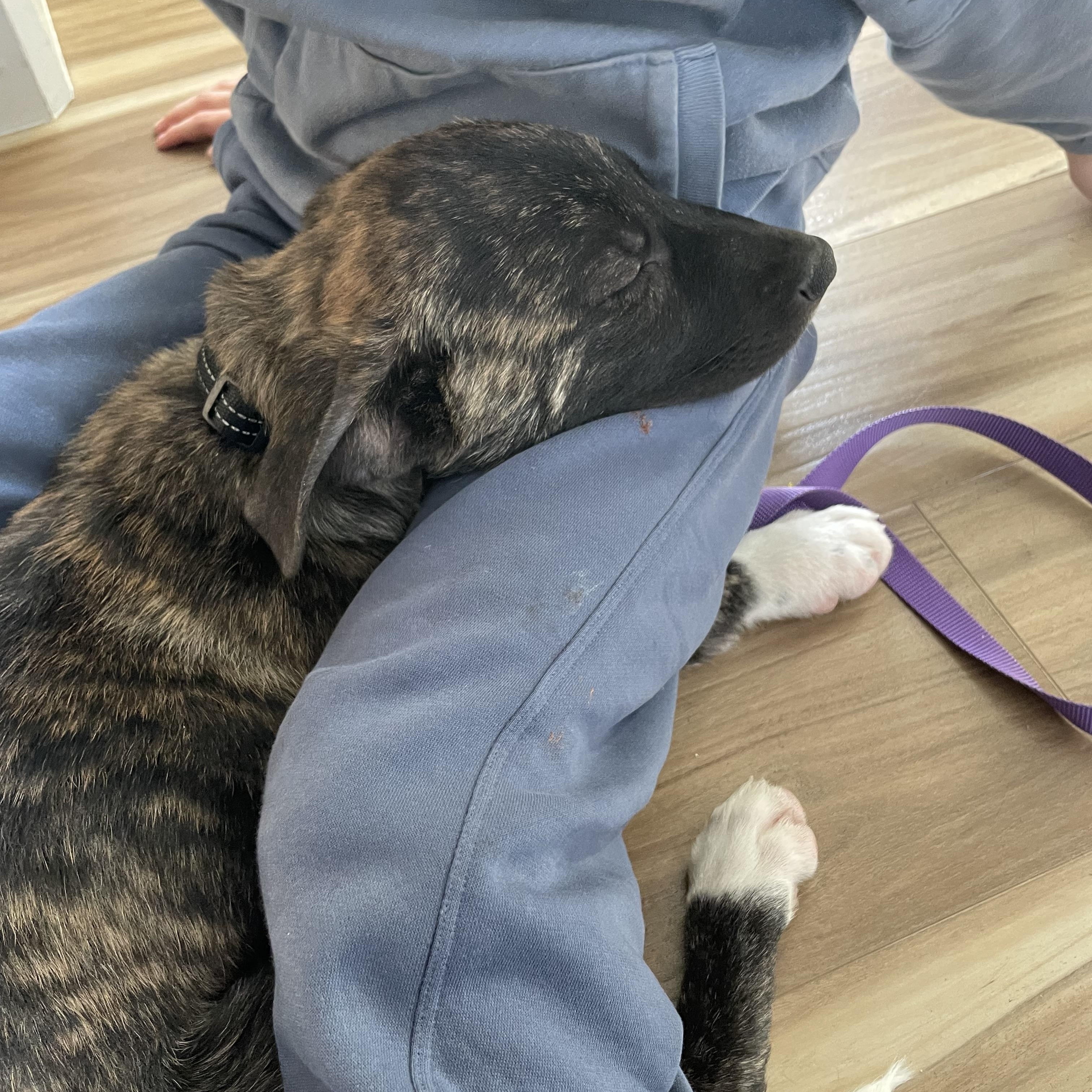 Enlarge Brodie, a ADOPTABLE mixed breed in Tracy, CA image 2/5