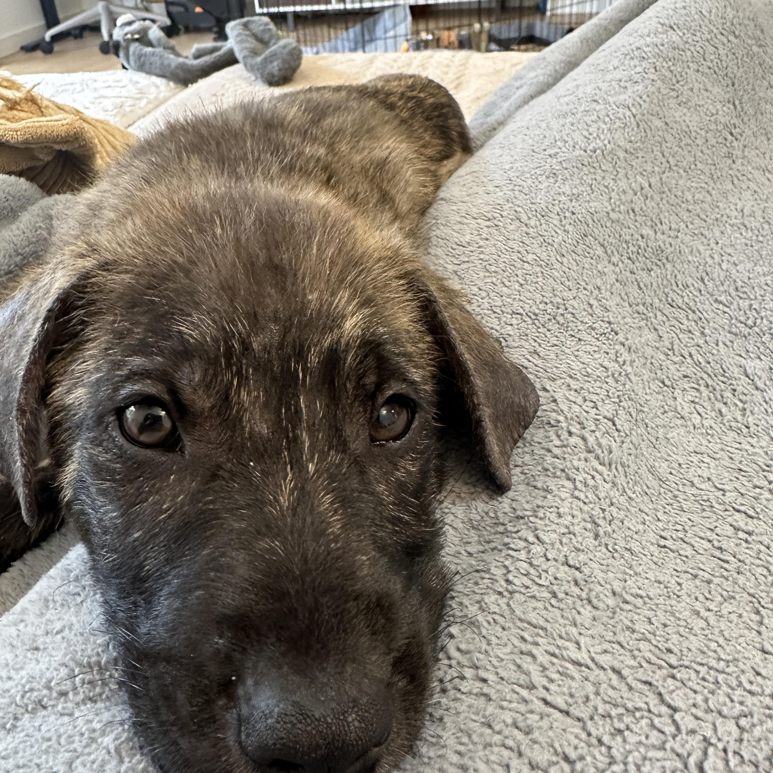 Brodie, ADOPTABLE, Puppy Male German Shepherd Dog & Dutch Shepherd.