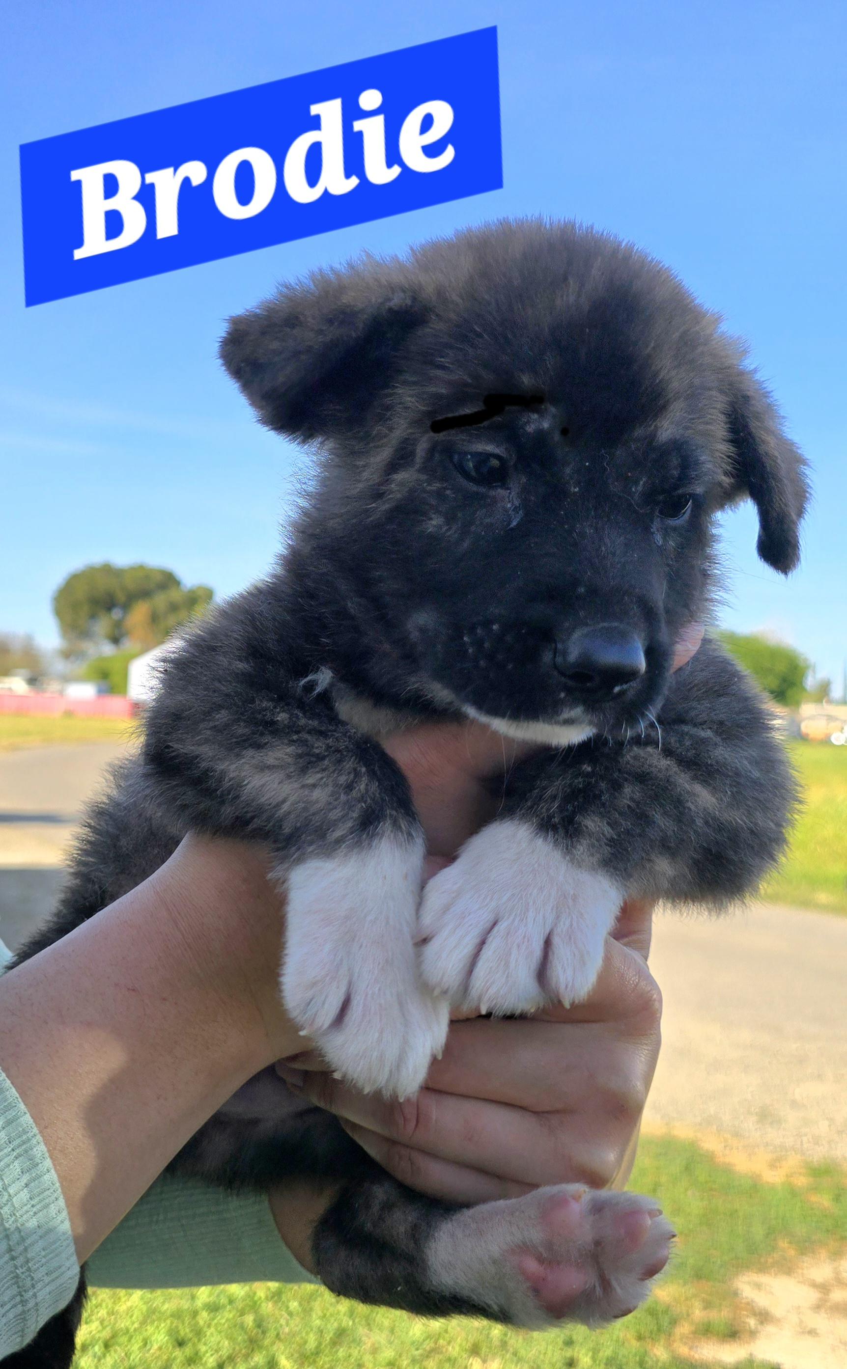 Brodie, ADOPTABLE, Puppy Male German Shepherd Dog.