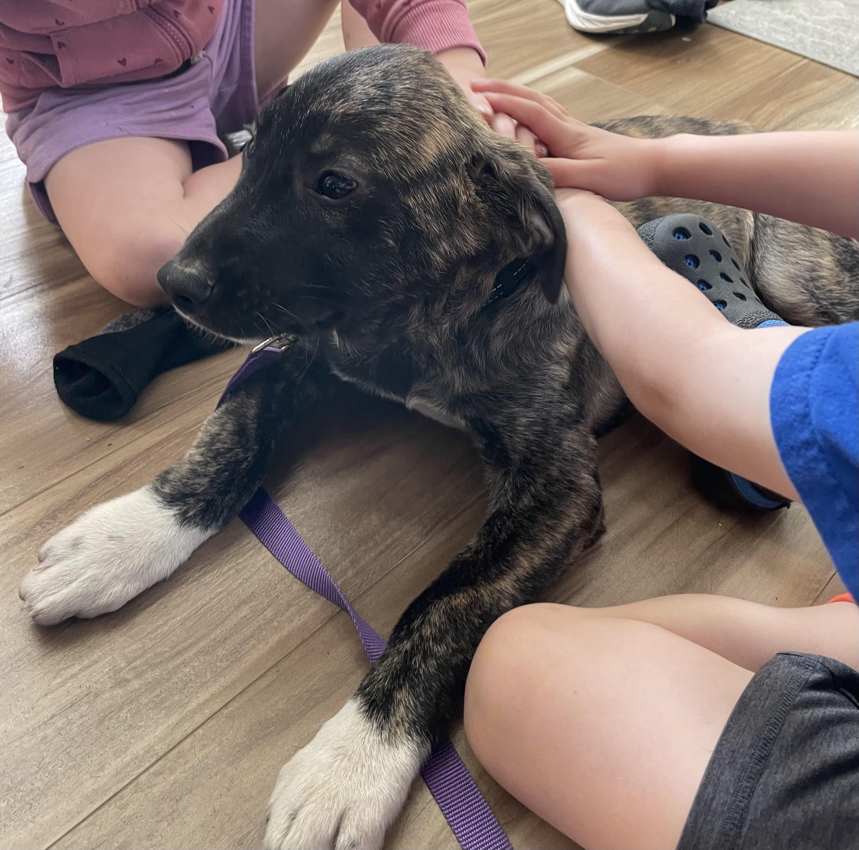 Enlarge Brodie, a ADOPTABLE mixed breed in Tracy, CA image 4/5