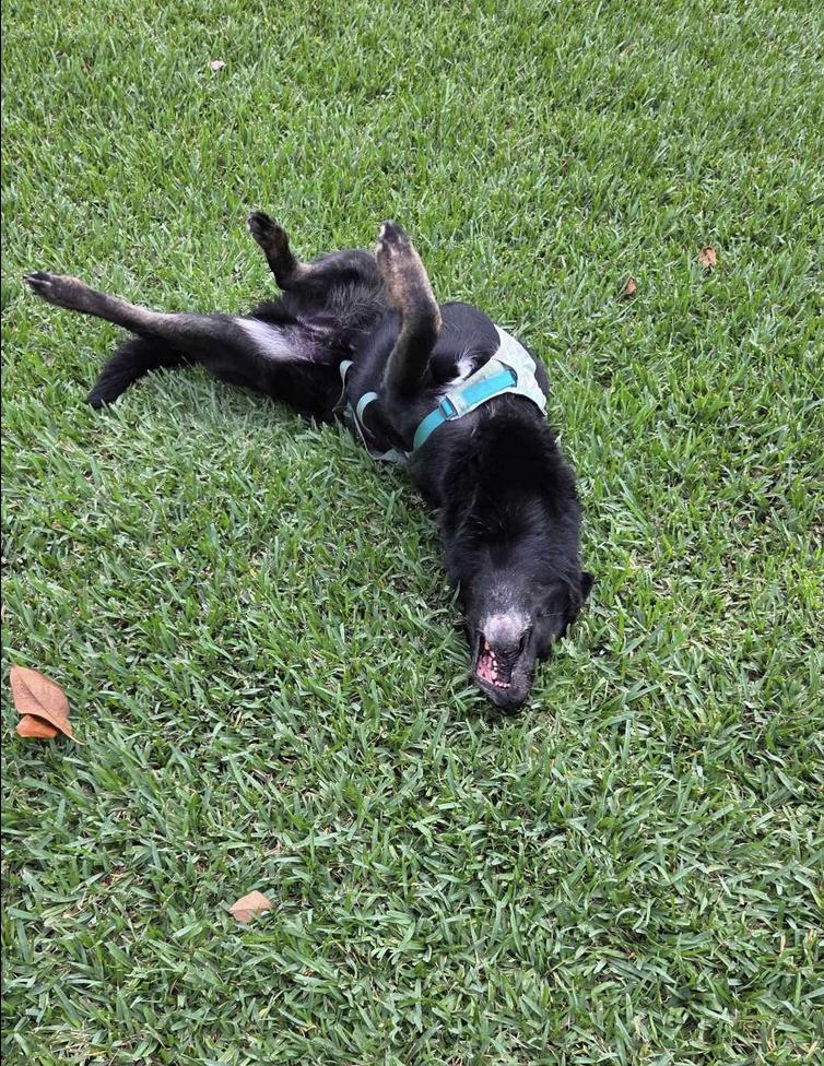 Woofy : Mr. Awesome Senior Tripawd