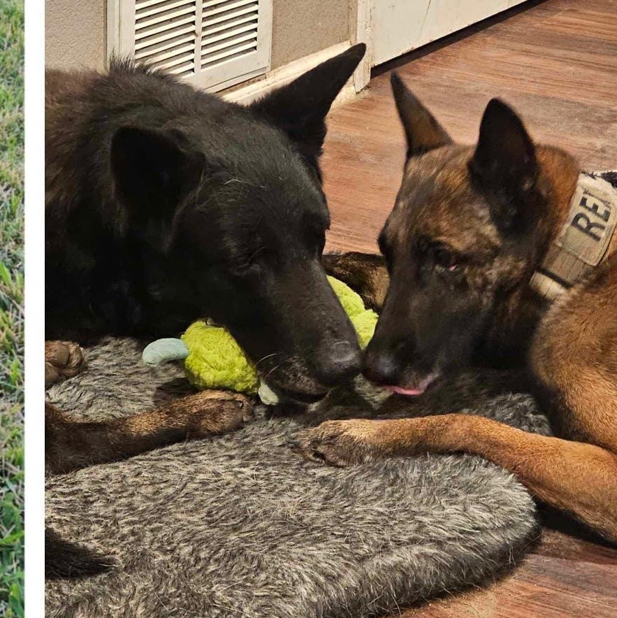 Woofy : Mr. Awesome Senior Tripawd — thumbnail 2