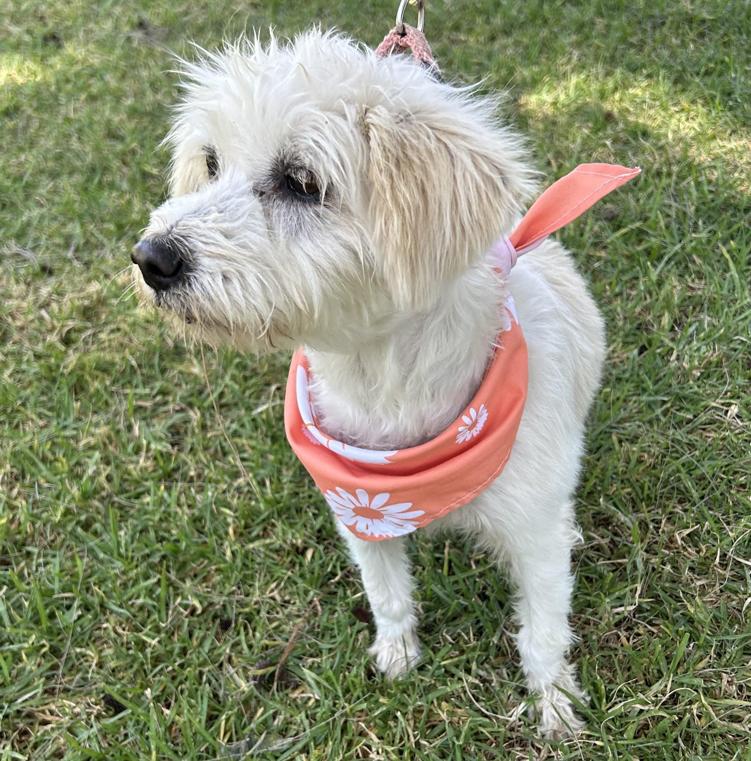 EDNA, ADOPTABLE, Young Female Schnoodle.