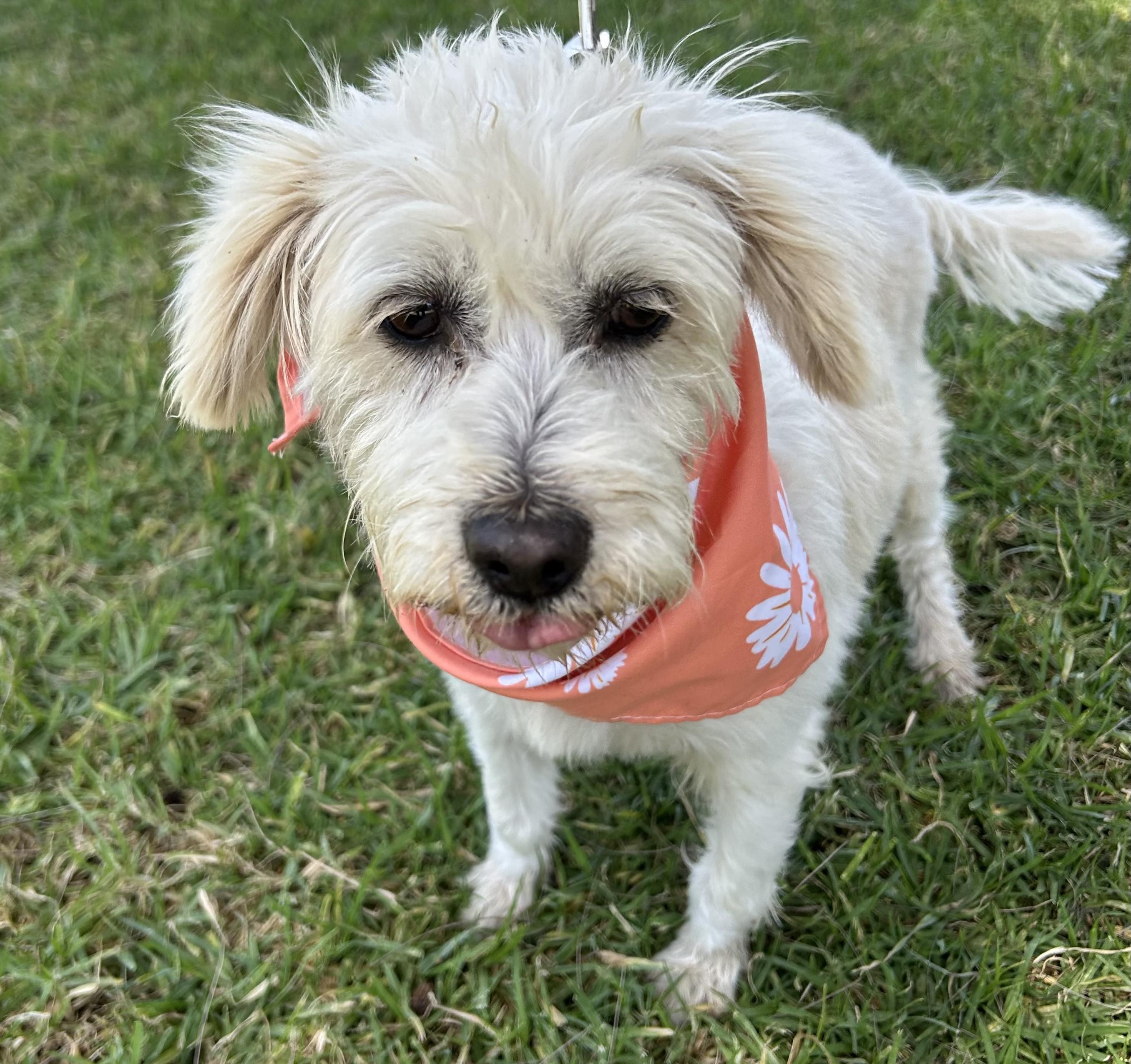 Enlarge EDNA, a ADOPTABLE mixed breed in Bell Gardens, CA image 2/6