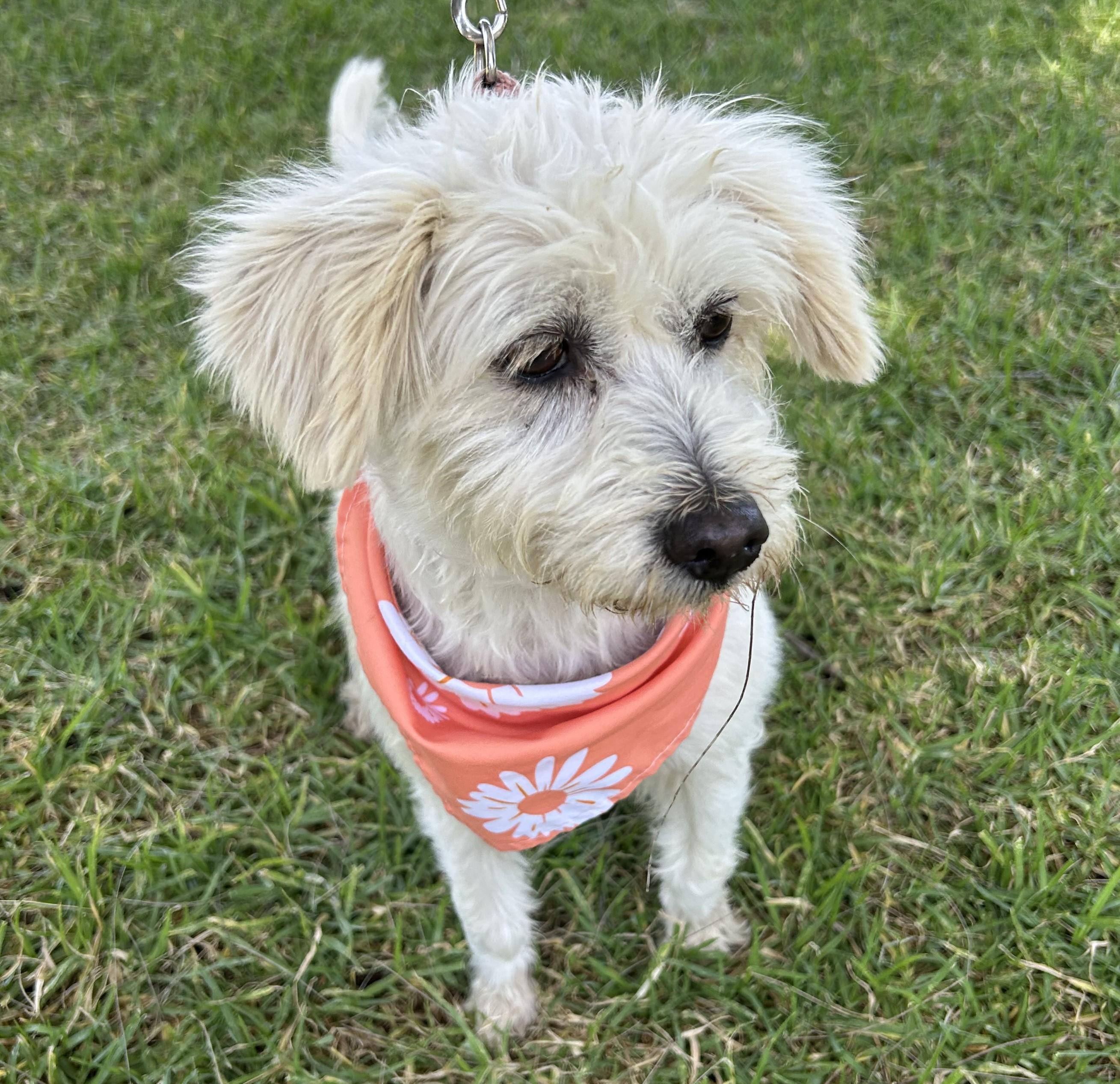 Enlarge EDNA, a ADOPTABLE mixed breed in Bell Gardens, CA image 4/6