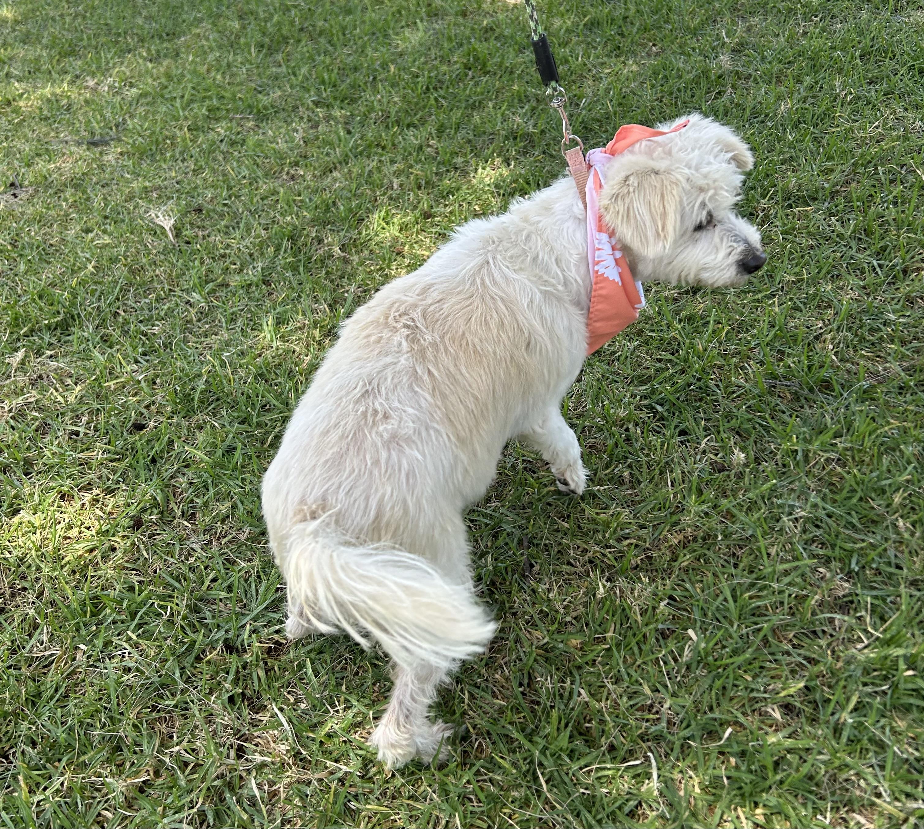 Enlarge EDNA, a ADOPTABLE mixed breed in Bell Gardens, CA image 5/6