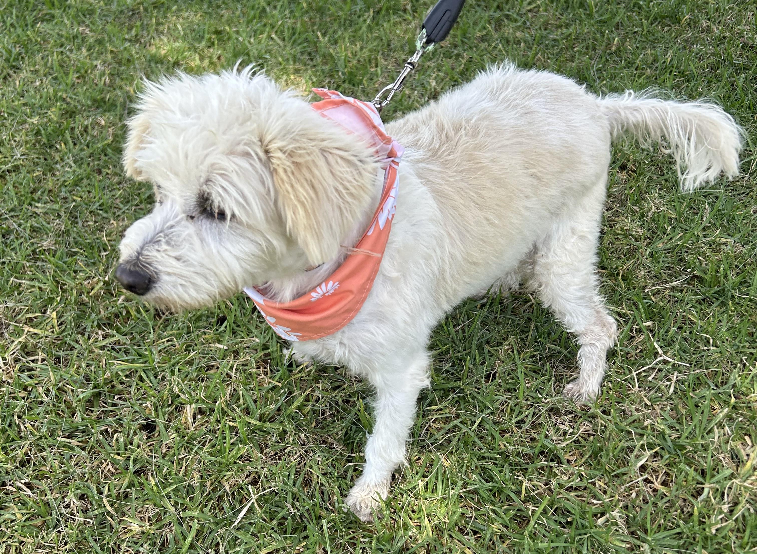 Enlarge EDNA, a ADOPTABLE mixed breed in Bell Gardens, CA image 6/6