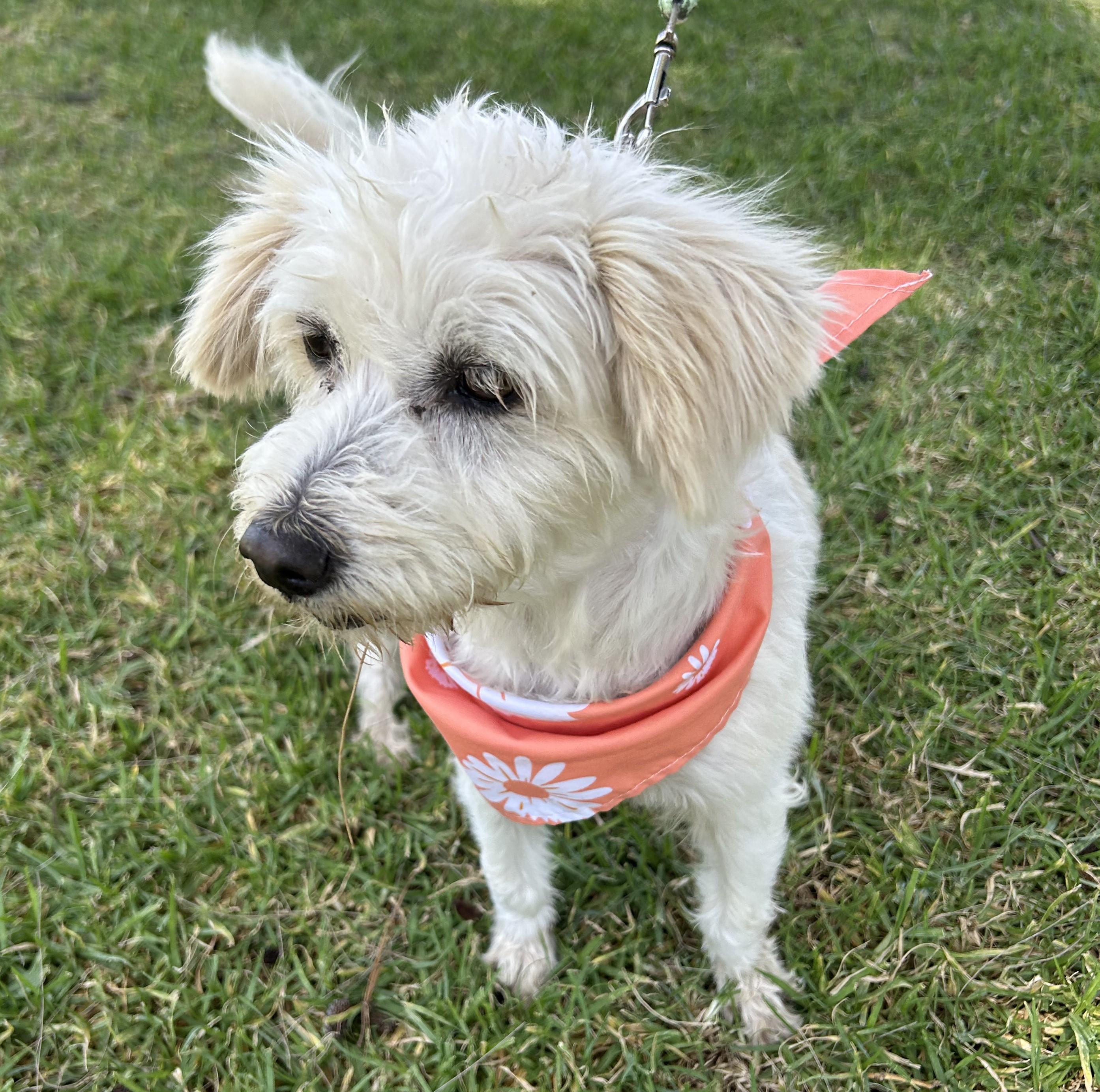Enlarge EDNA, a ADOPTABLE mixed breed in Bell Gardens, CA image 3/6