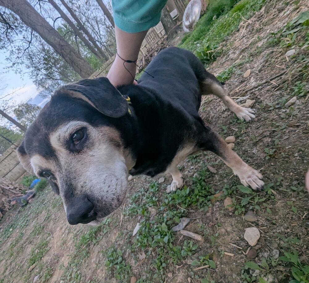 CD : Abby, Adoptable, Senior Female Beagle & Hound.