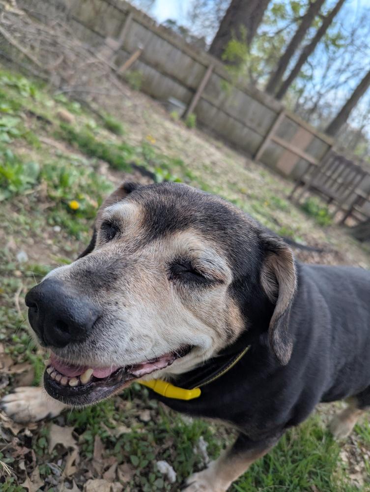 CD : Abby, a Adoptable mixed breed in Aurora, IN image 2/4
