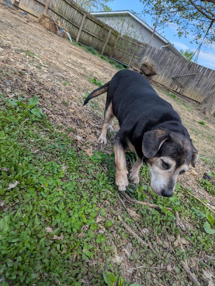 CD : Abby, a Adoptable mixed breed in Aurora, IN image 3/4