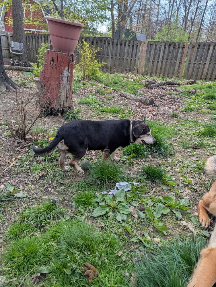 CD : Abby, a Adoptable mixed breed in Aurora, IN image 4/4