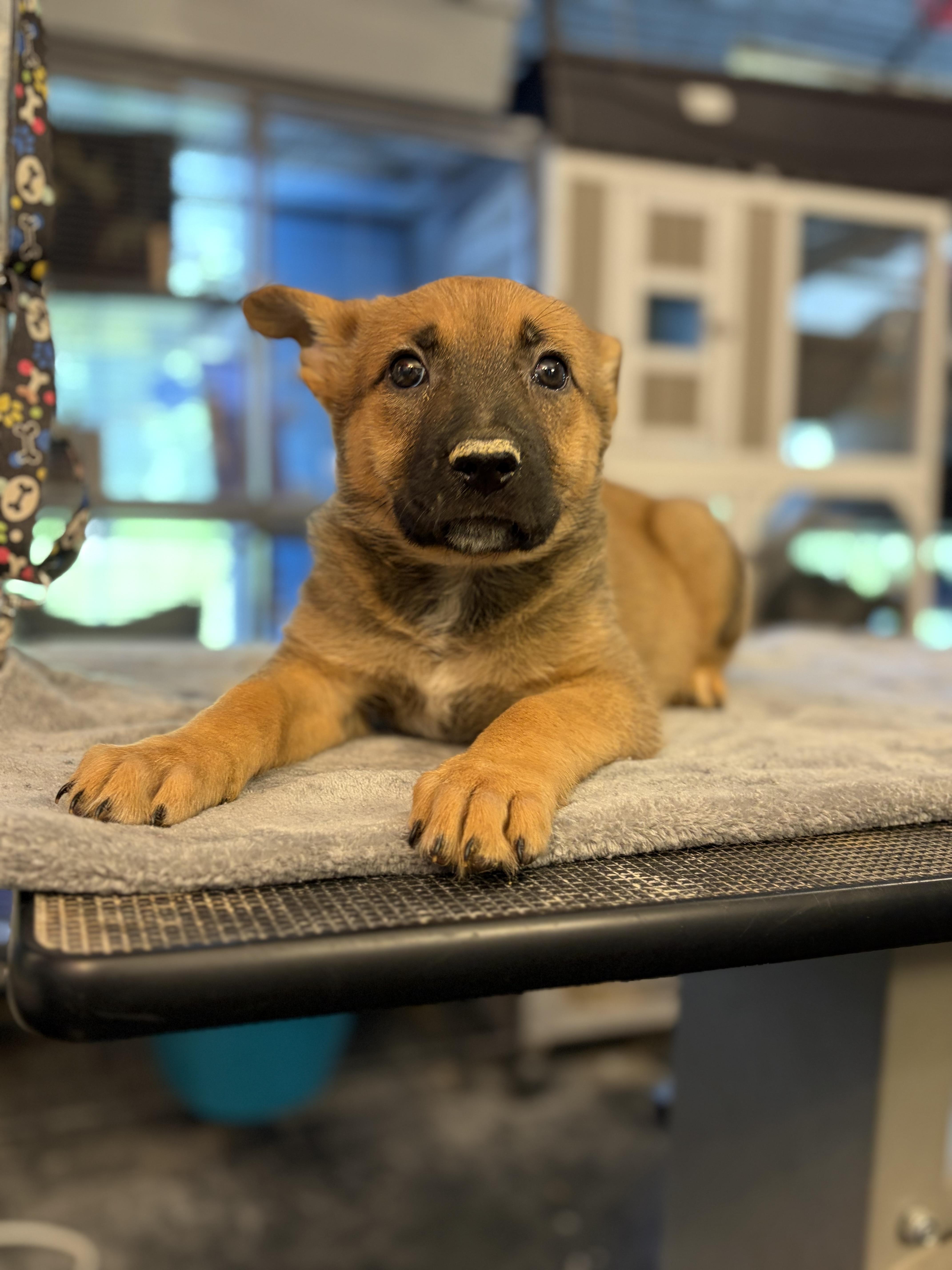 Enlarge Charm, an adopted mixed breed in Felton, PA image 1/1
