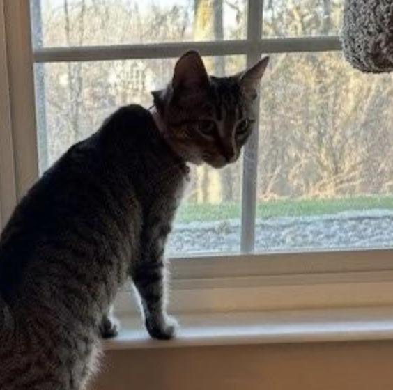 Lily , a ADOPTABLE Domestic Short Hair in Cincinnati, OH image 4/4