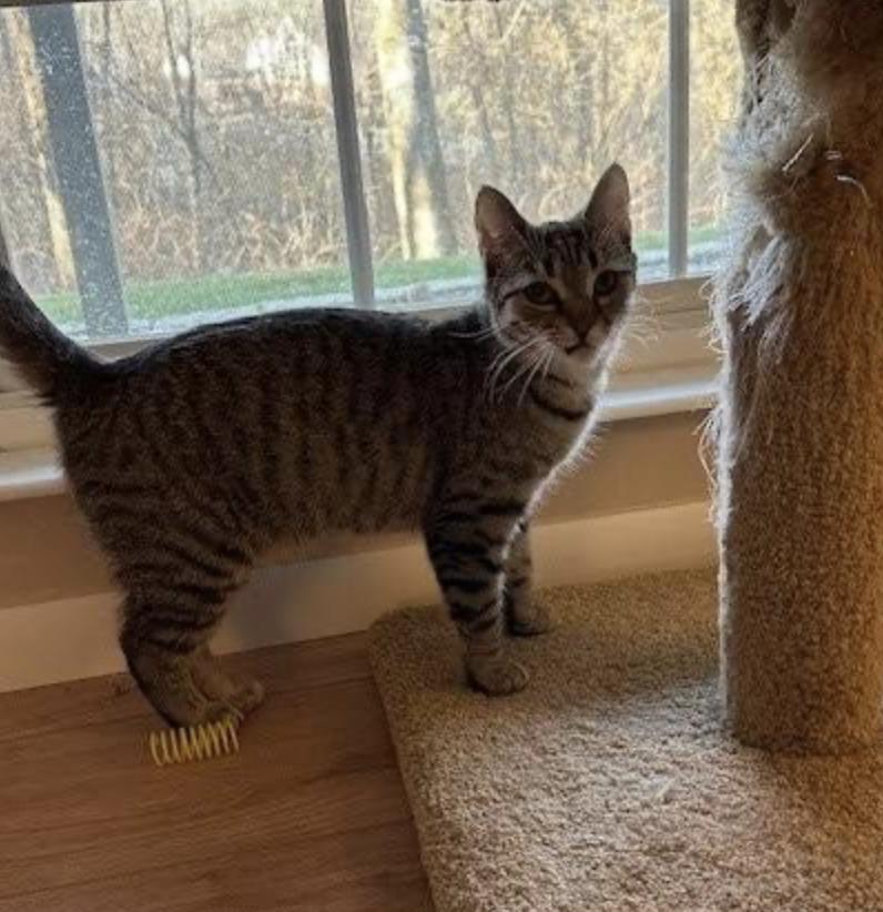 Lily , a ADOPTABLE Domestic Short Hair in Cincinnati, OH image 1/4
