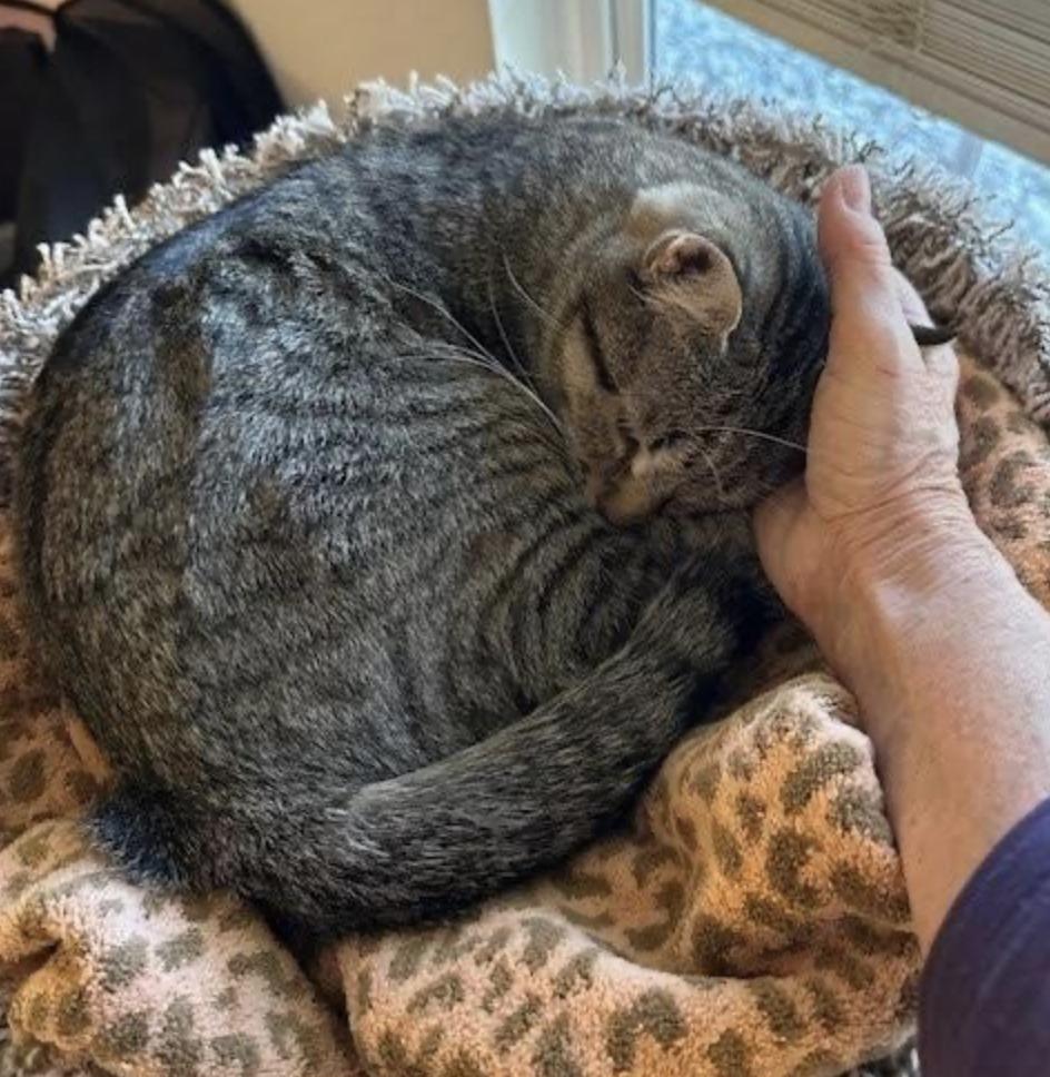 Lily — thumbnail 3