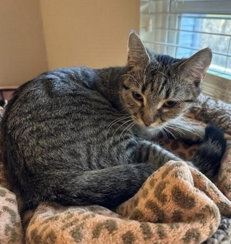 Lily , a ADOPTABLE Domestic Short Hair in Cincinnati, OH image 3/4