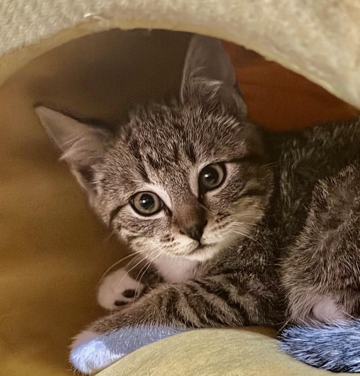 Bingo, Adopted, Young Male Domestic Short Hair.