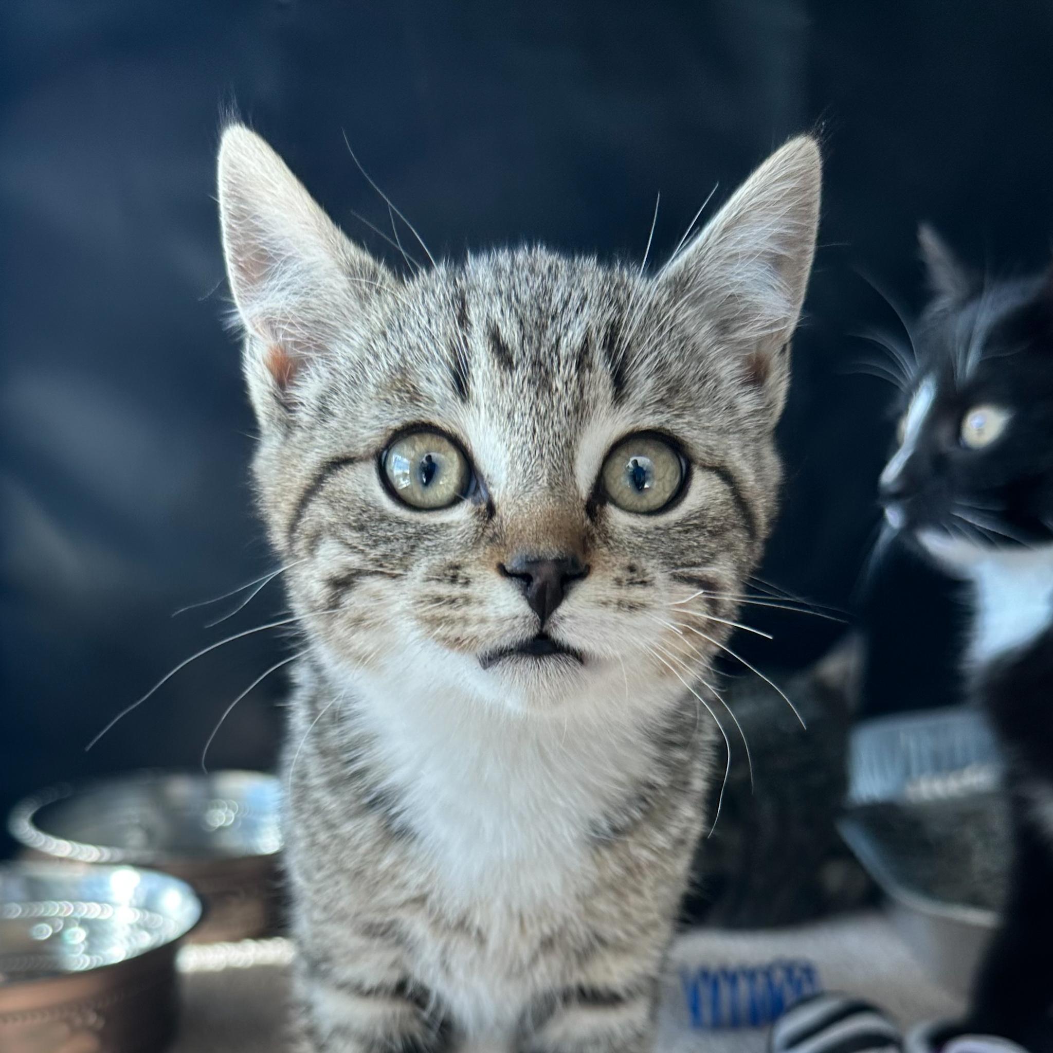 Enlarge Bingo, a Adopted mixed breed in Santa Fe, NM image 2/2