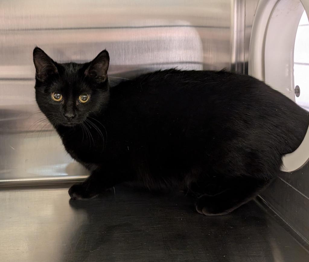 Enlarge Cedar 166, a Adopted mixed breed in Havre, MT image 1/1