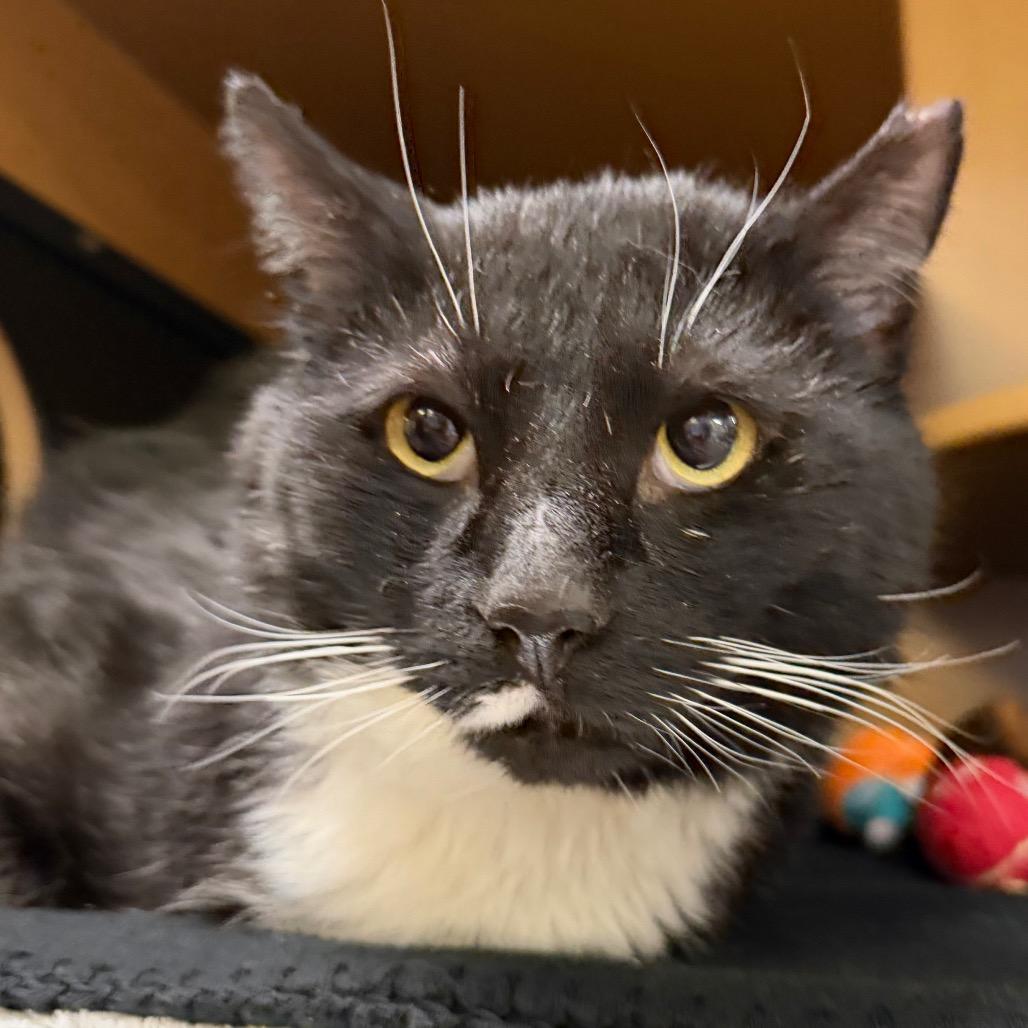 Sherman, Adoptable, Adult Male Domestic Short Hair.