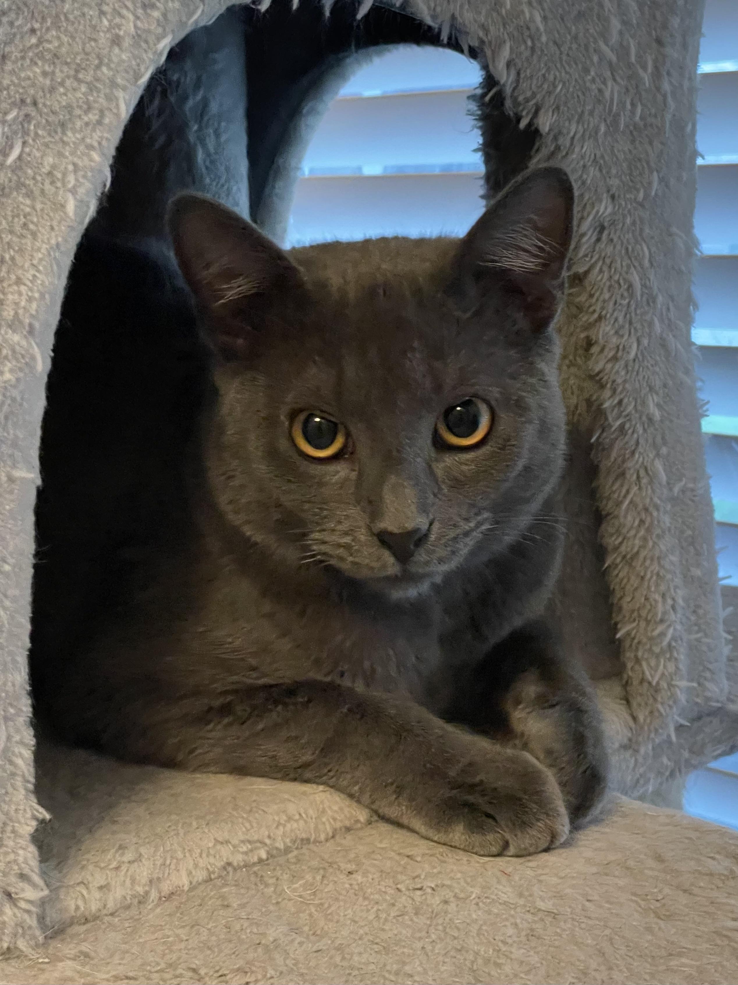 Viduro OR13780-T, Adoptable, Young Male Russian Blue.