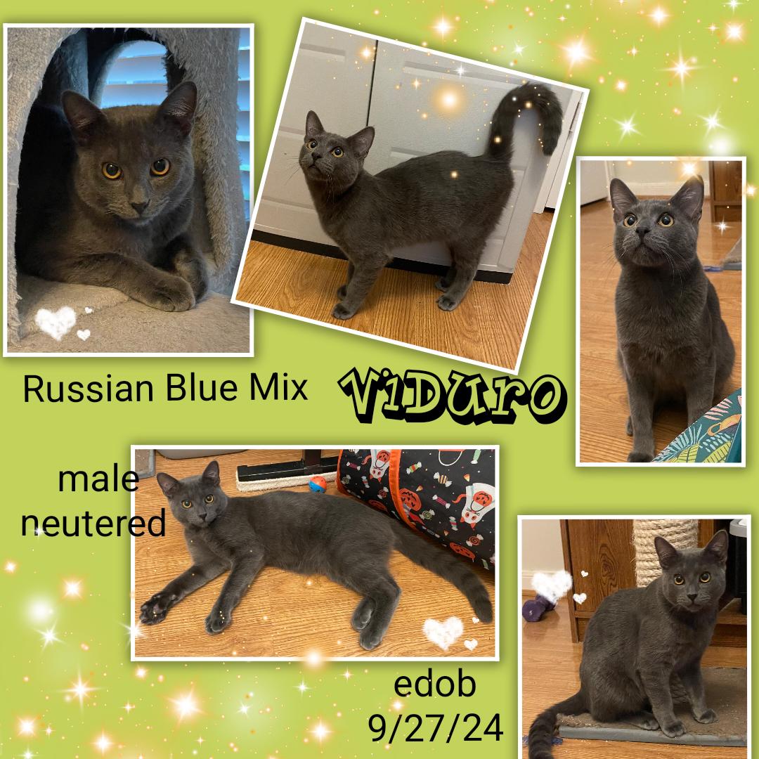 Enlarge Viduro OR13780-T, a Adoptable mixed breed in Beaverton, OR image 2/6