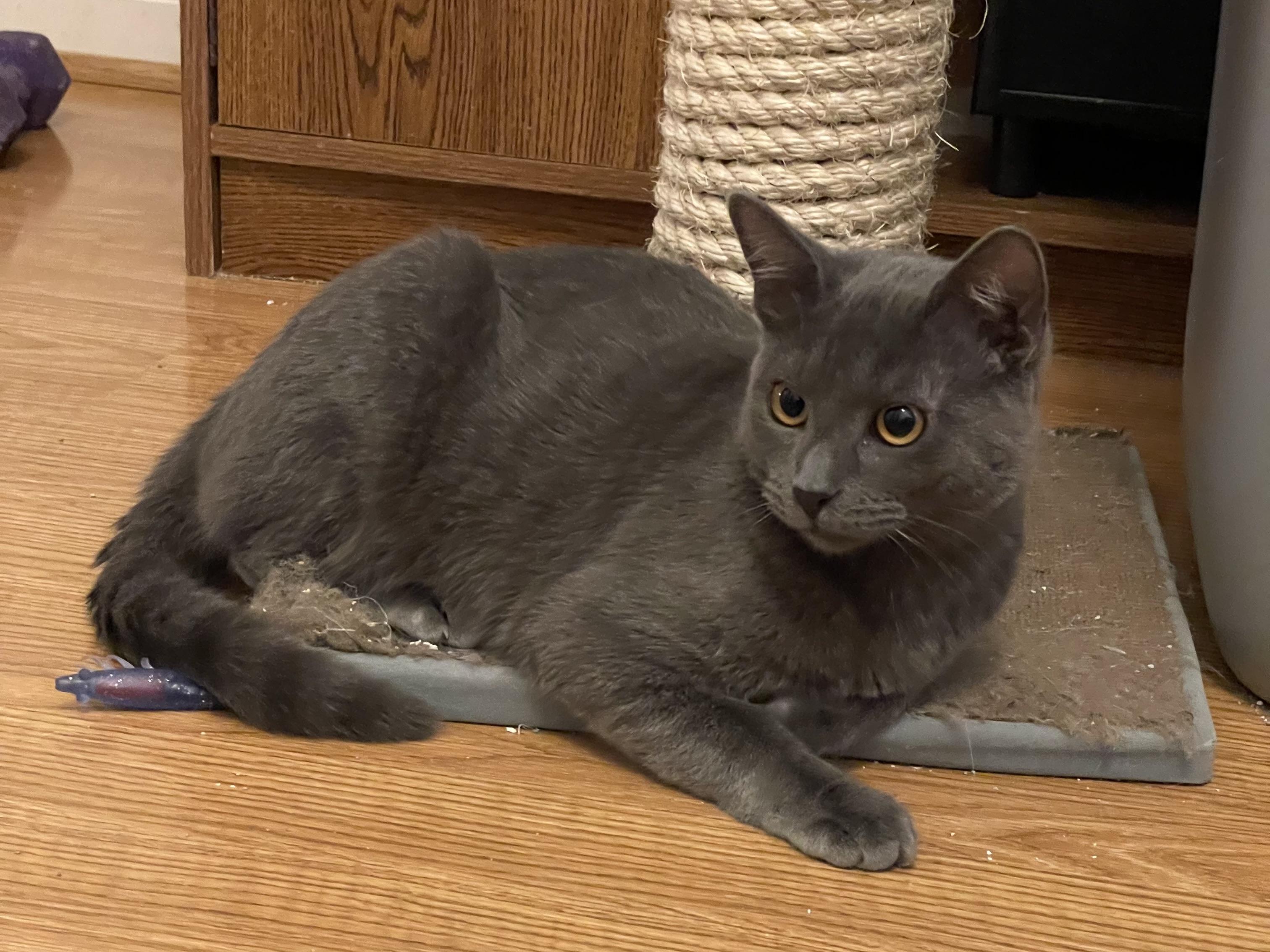 Enlarge Viduro OR13780-T, a Adoptable mixed breed in Beaverton, OR image 4/6