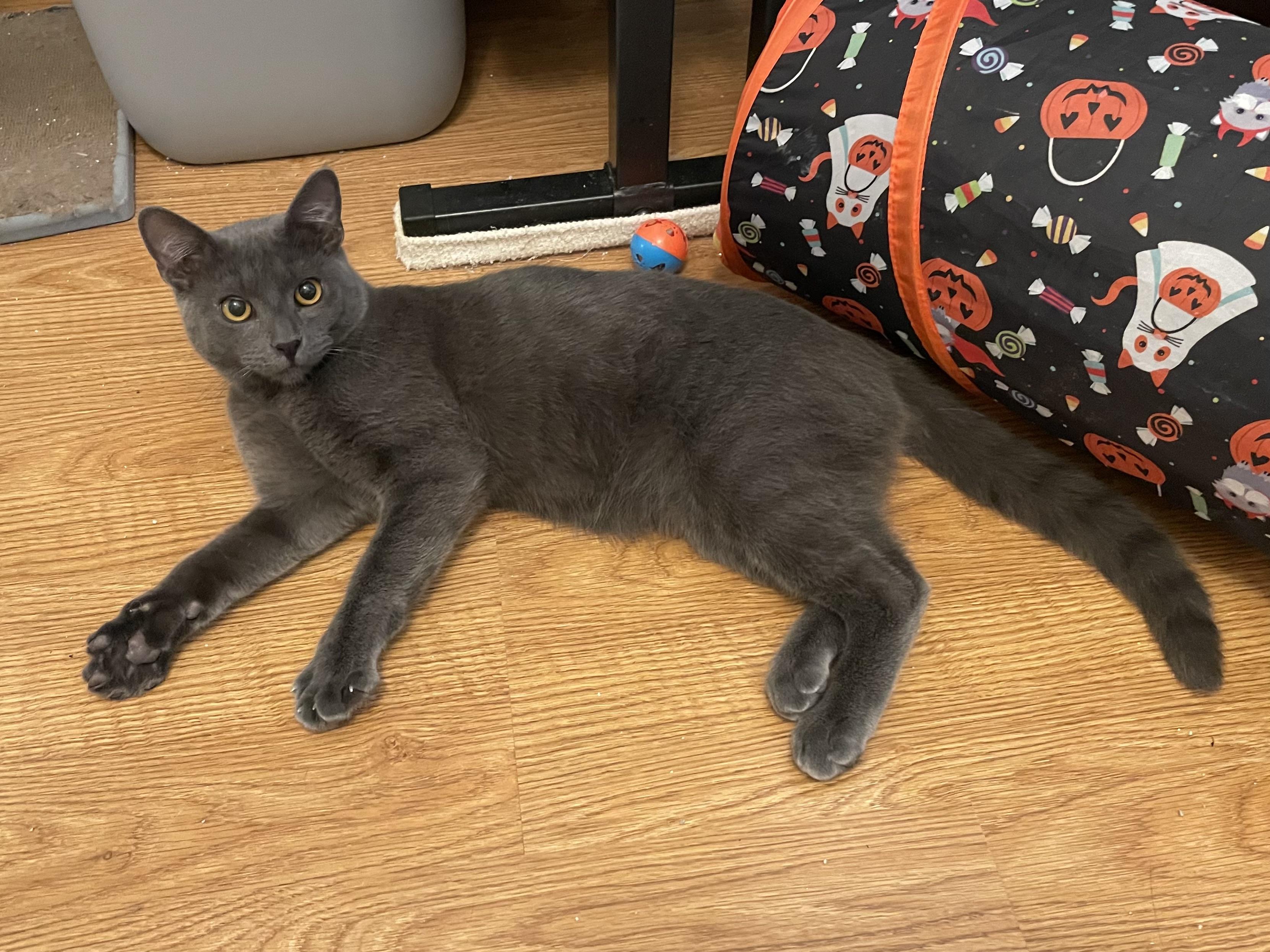 Enlarge Viduro OR13780-T, a Adoptable mixed breed in Beaverton, OR image 5/6