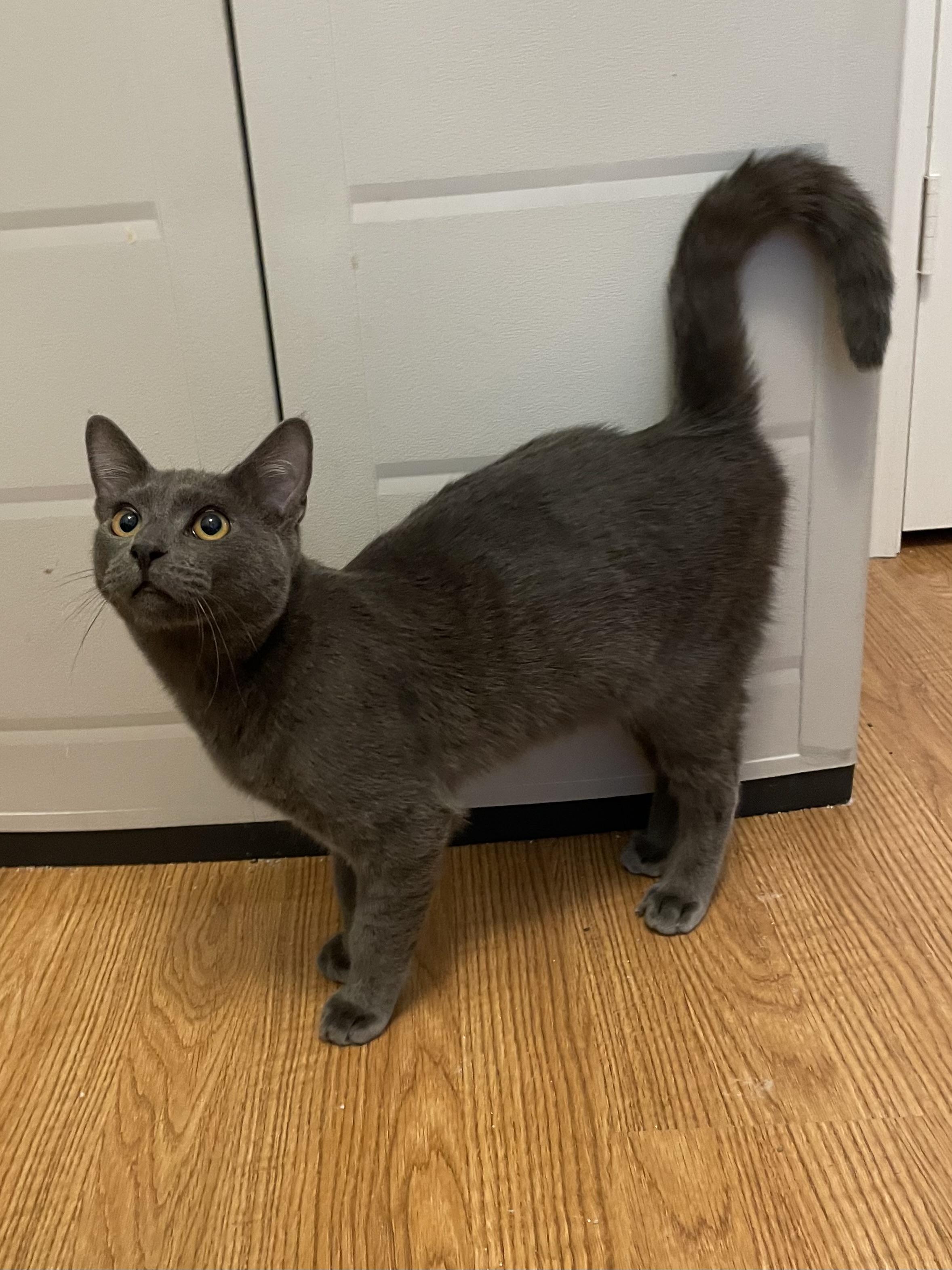 Enlarge Viduro OR13780-T, a Adoptable mixed breed in Beaverton, OR image 6/6