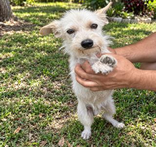 Enlarge Max, a Adoptable Maltese in Orlando, FL image 1/1