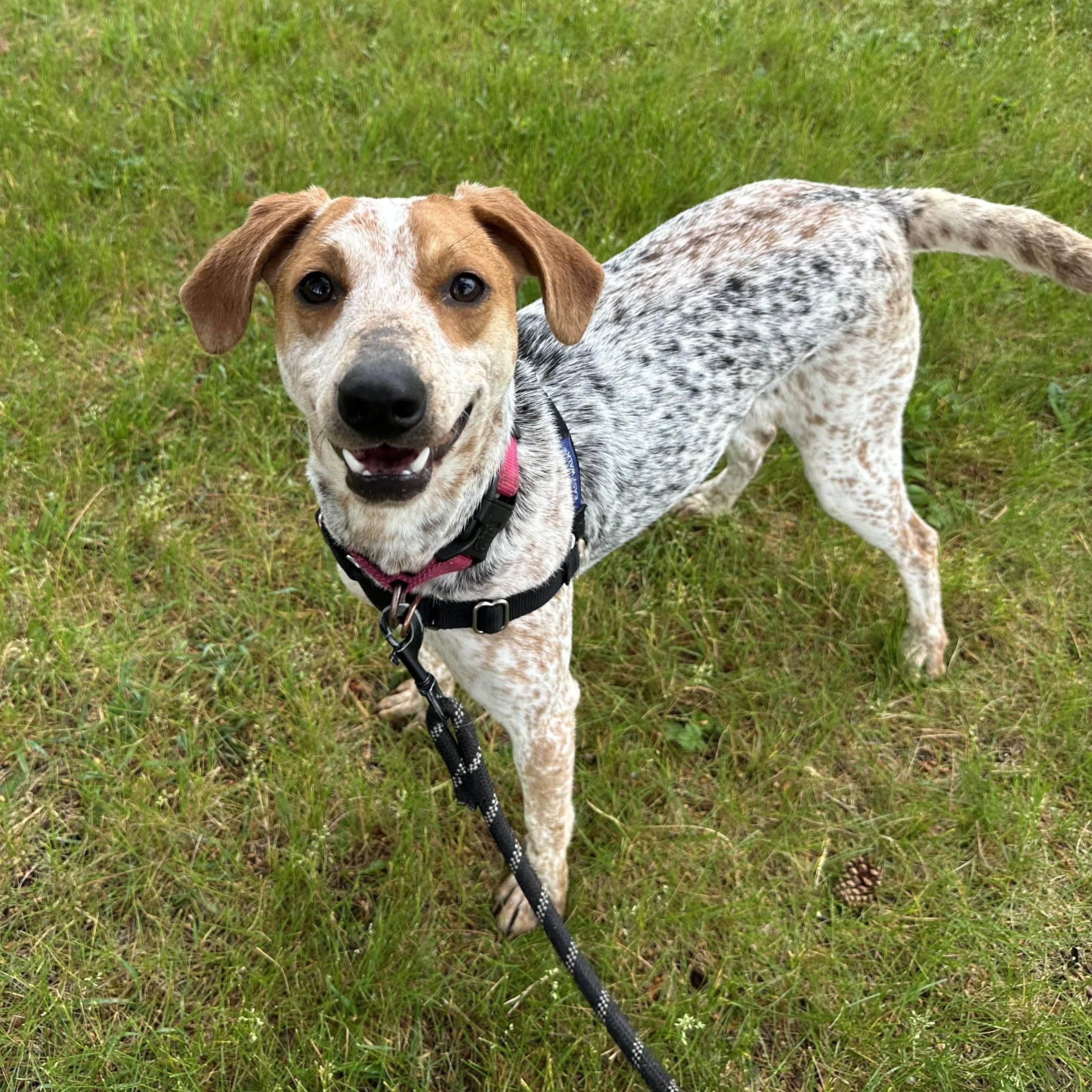 Millia - Foster Home Needed , ADOPTABLE, Young Female Cattle Dog.