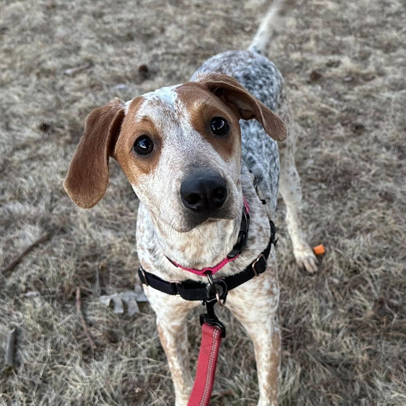 Enlarge Millia - Foster Home Needed , a ADOPTABLE mixed breed in Hartland, WI image 2/6