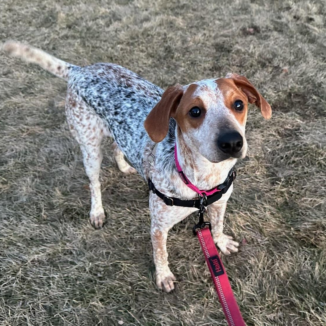 Enlarge Millia - Foster Home Needed , a ADOPTABLE mixed breed in Hartland, WI image 3/6